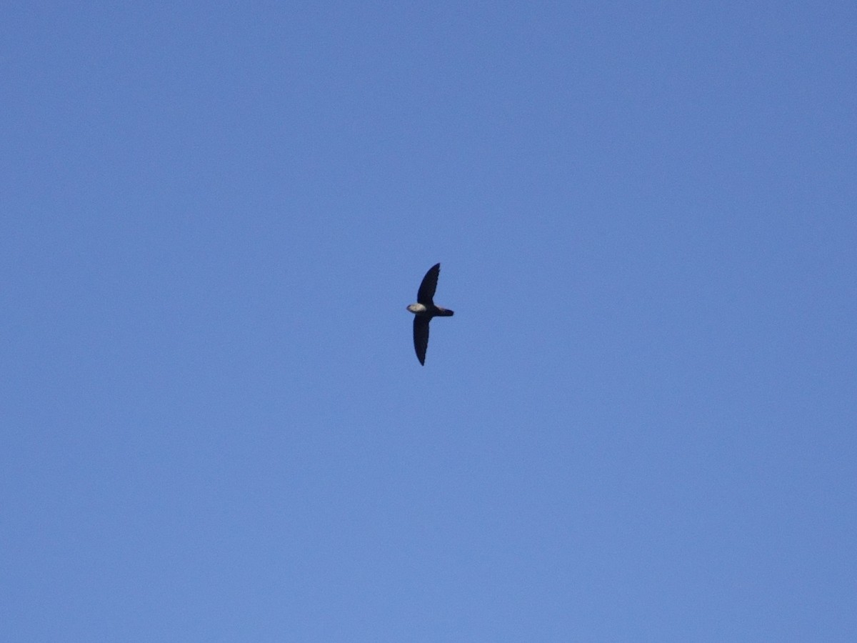 Vaux's Swift - ML646868744