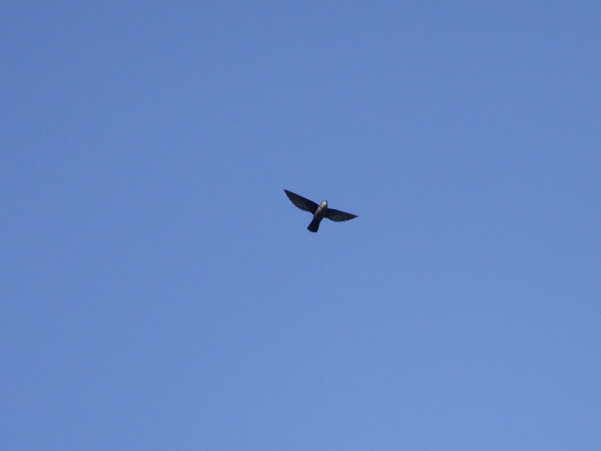 Vaux's Swift - ML646868745