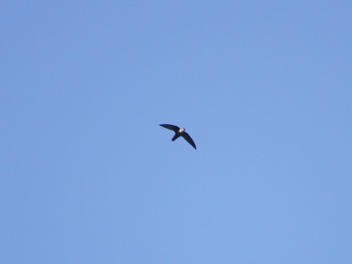 Vaux's Swift - ML646868746