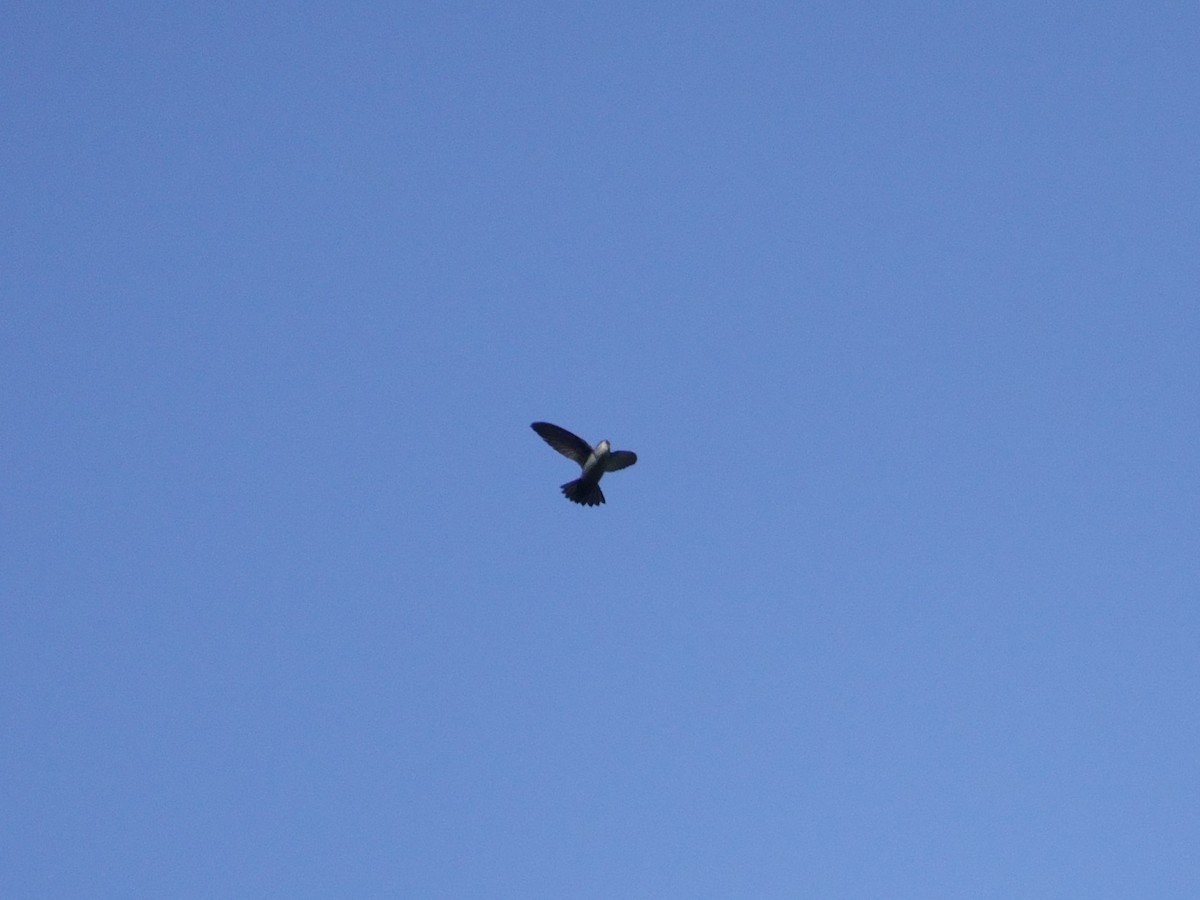 Vaux's Swift - ML646868747