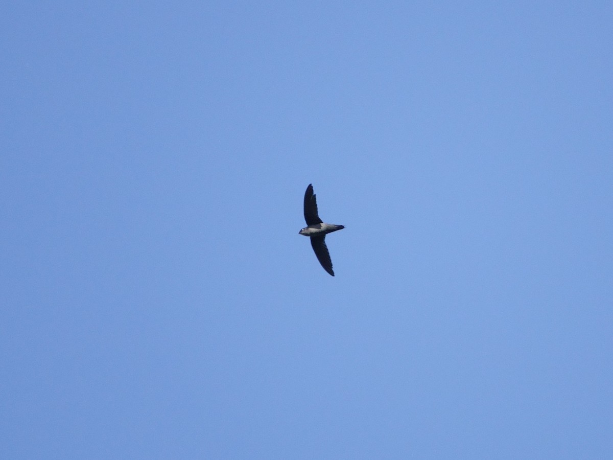 Vaux's Swift - ML646868748