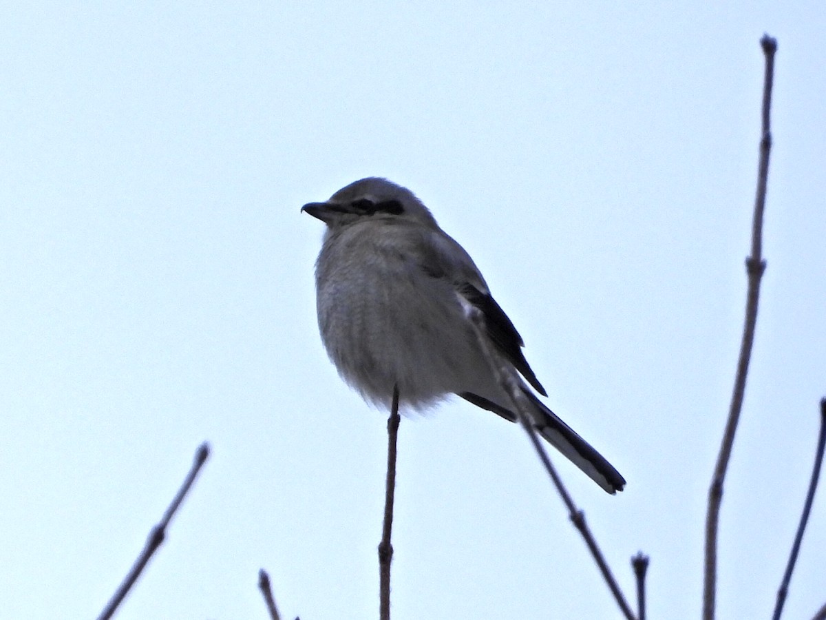 Northern Shrike - ML646868751