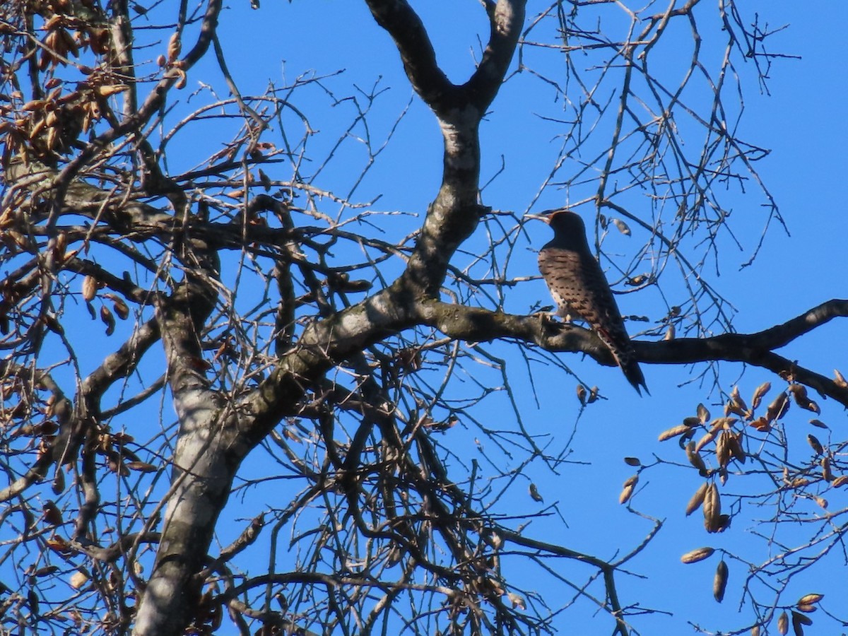 Northern Flicker - ML646868752