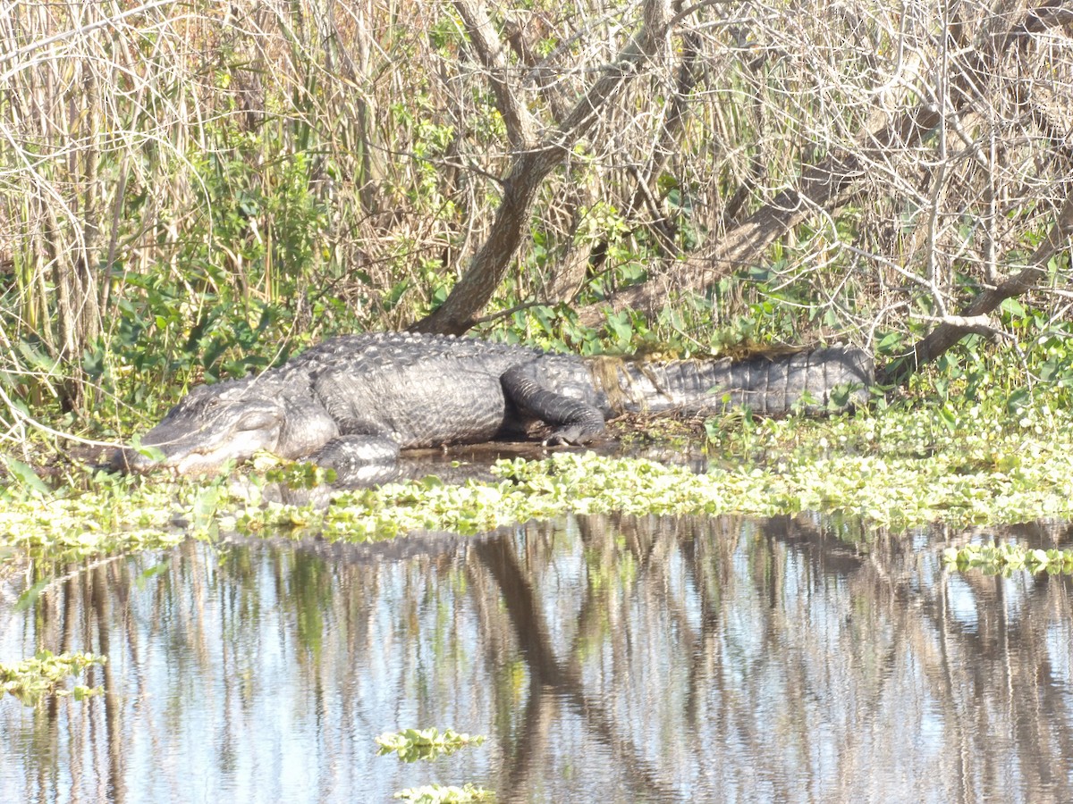 Animals - ML646868753