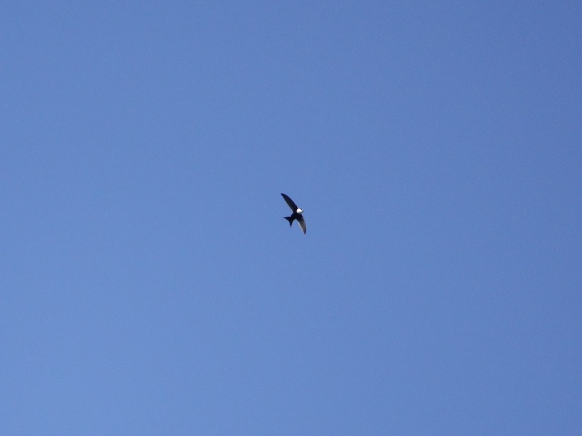 Lesser Swallow-tailed Swift - ML646868756