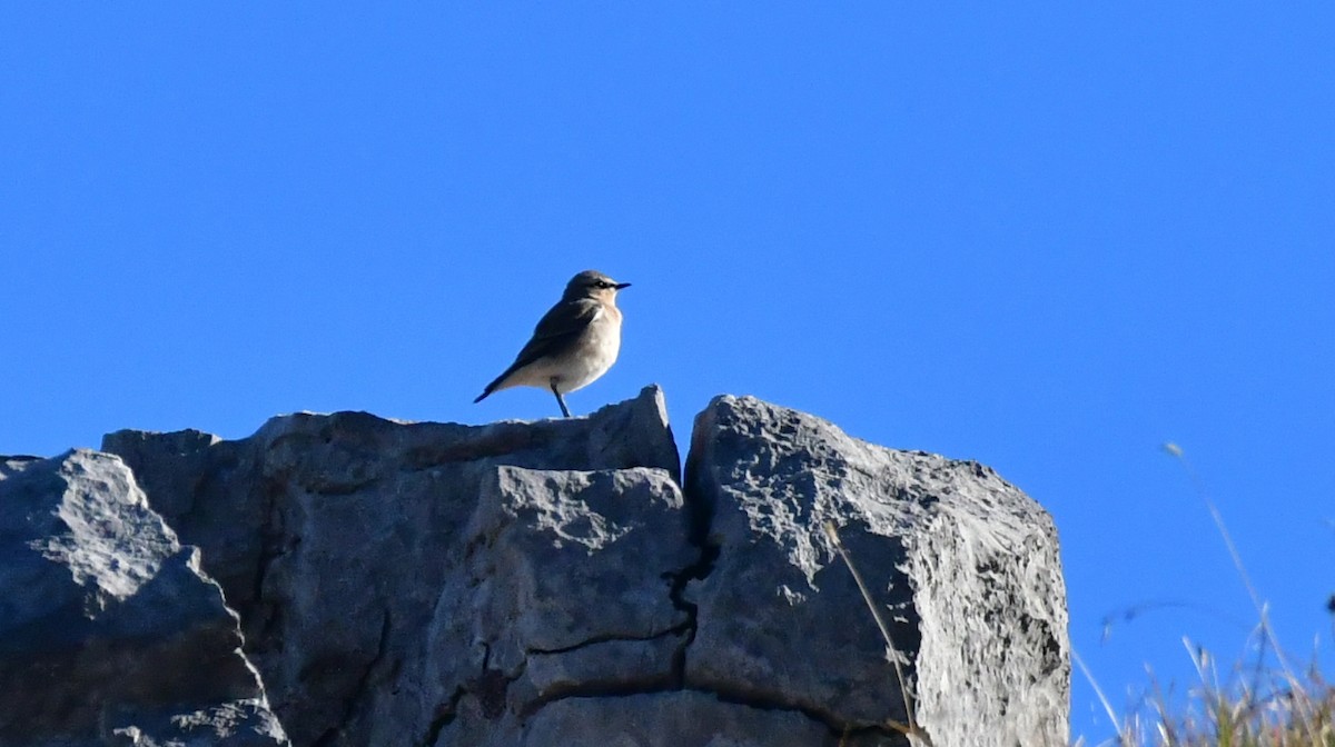 穗䳭 - ML646868761