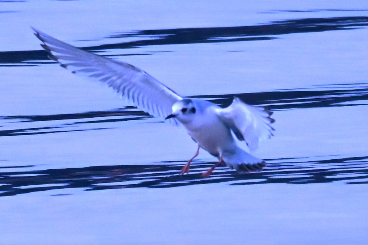 Mouette pygmée - ML646868762