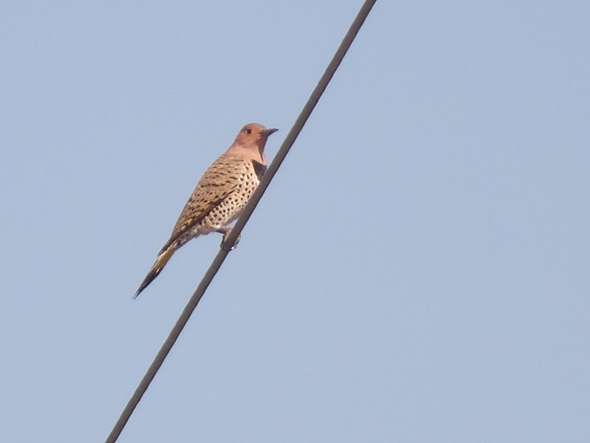 Northern Flicker - ML646868765