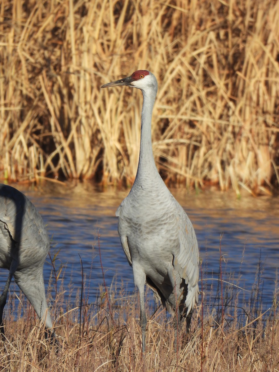 Орог тогоруу - ML646868769