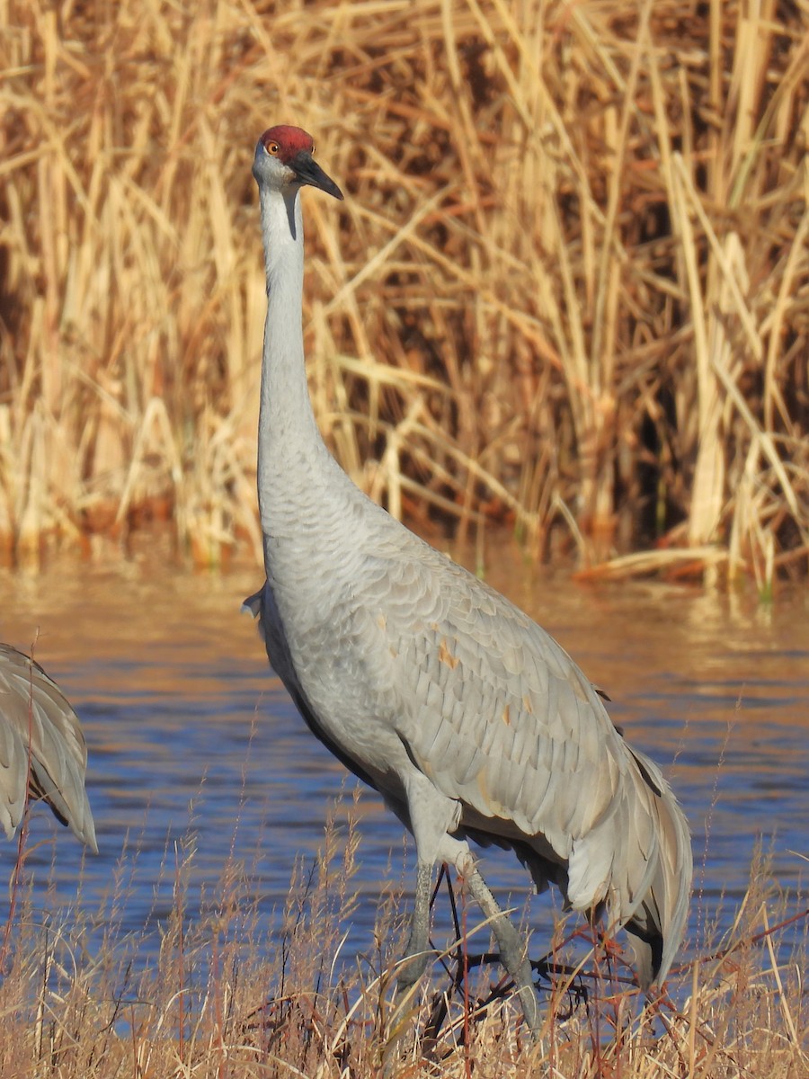 Орог тогоруу - ML646868770