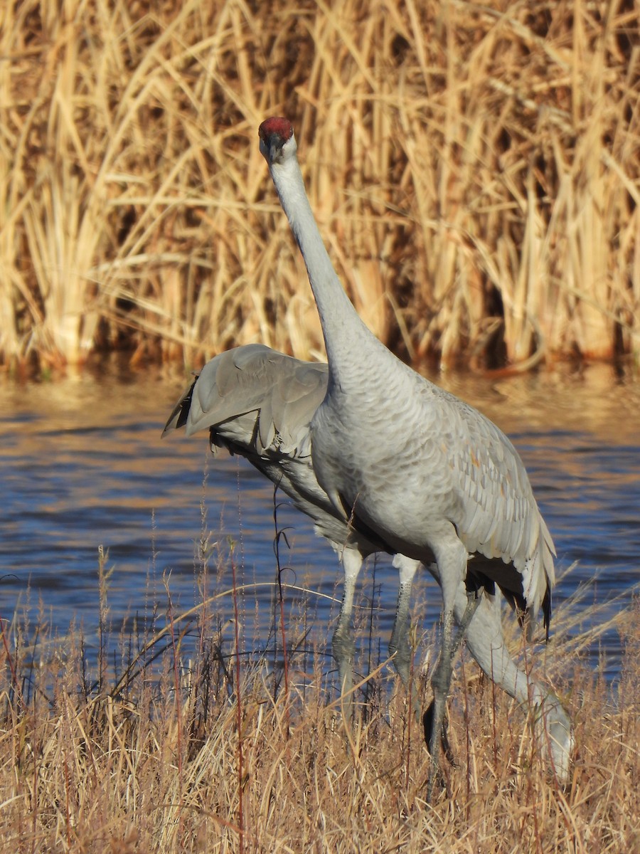 Орог тогоруу - ML646868771