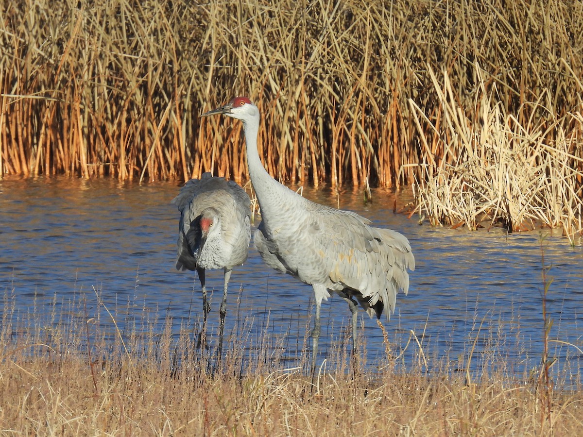 Орог тогоруу - ML646868774