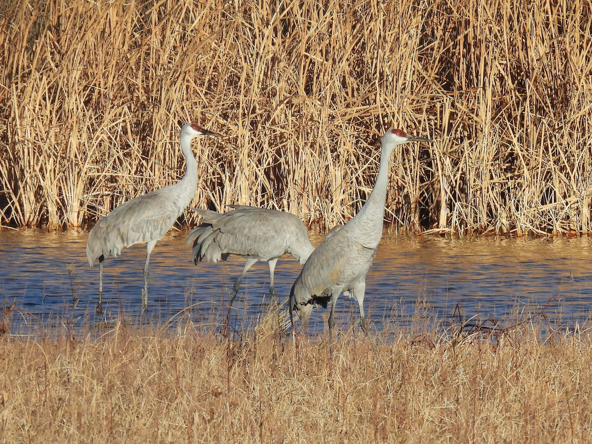 Орог тогоруу - ML646868775