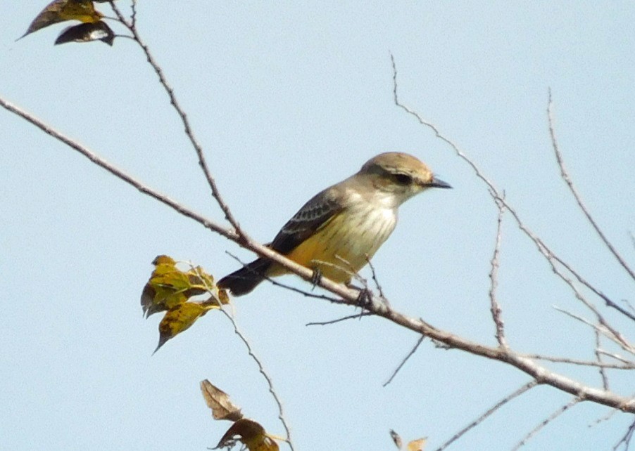 Москверо вогнистий - ML646868779