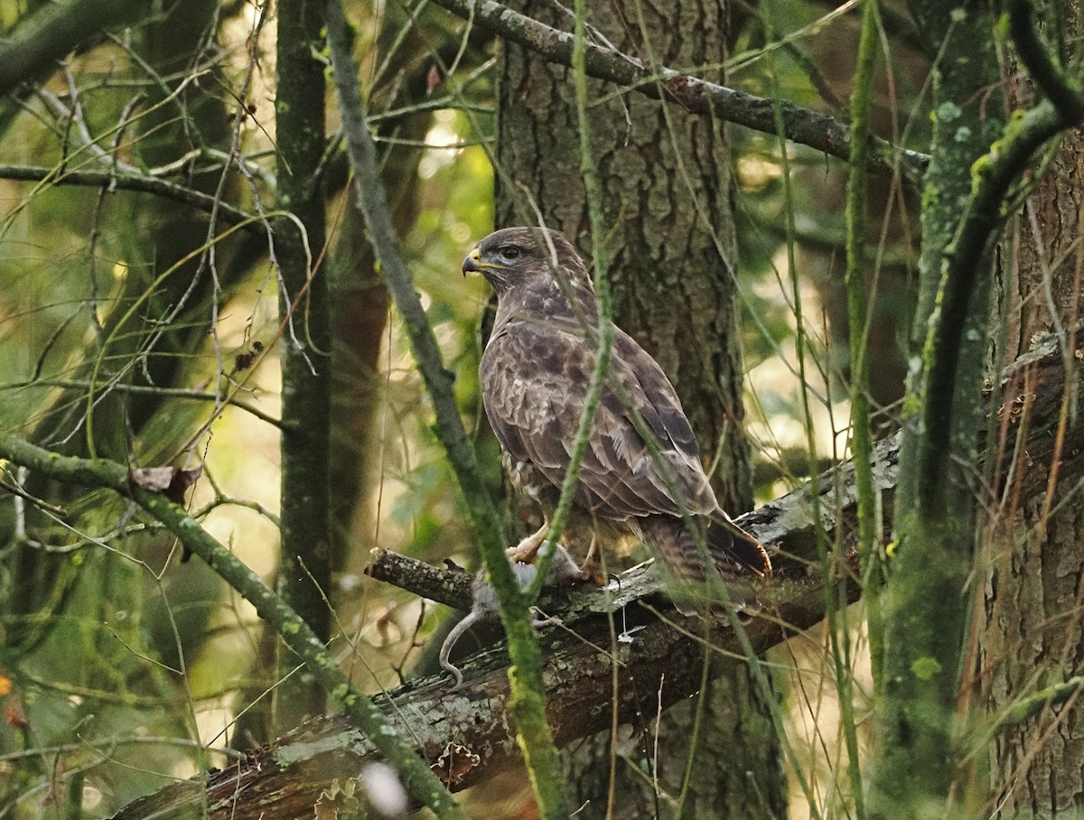 Канюк звичайний - ML646868785