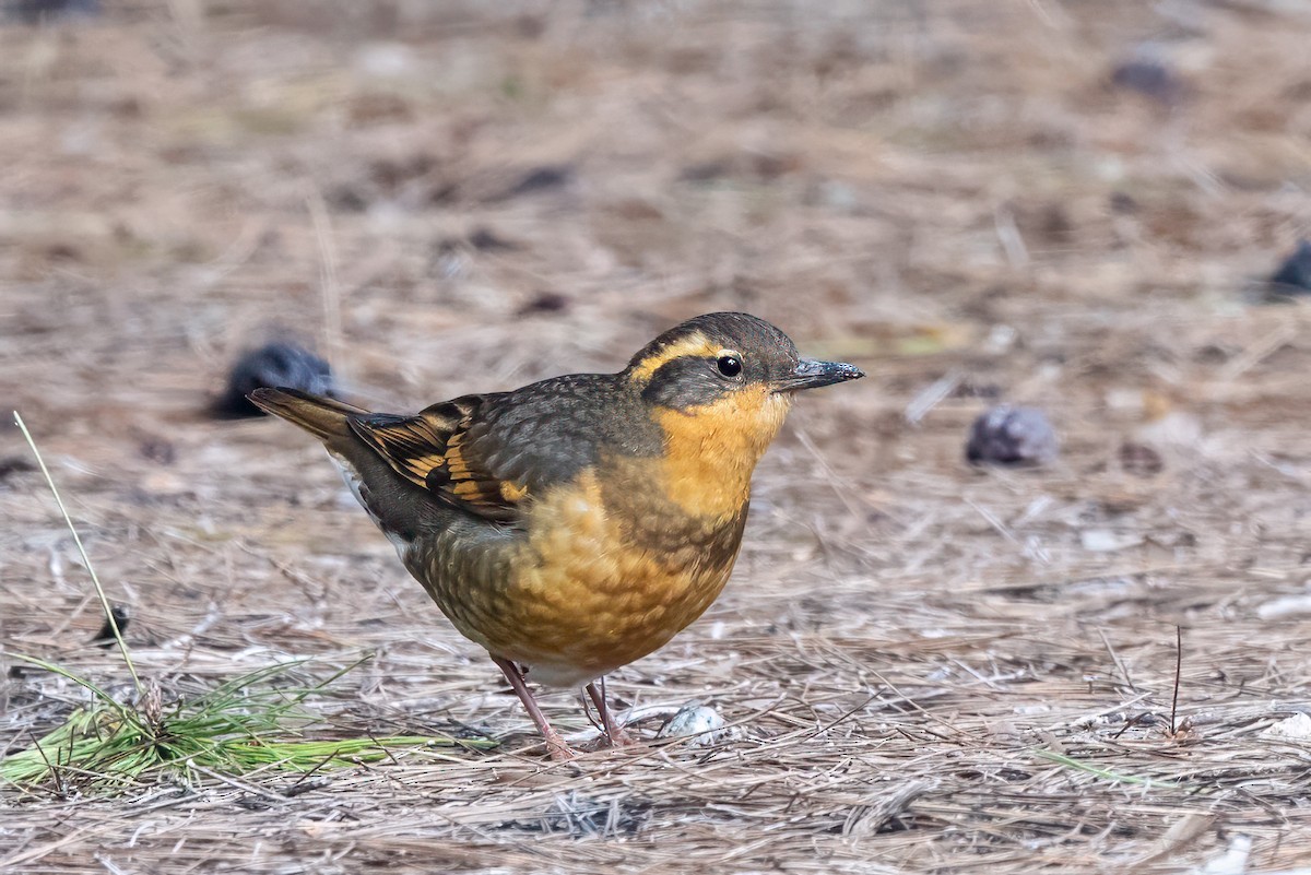 Varied Thrush - ML646868786