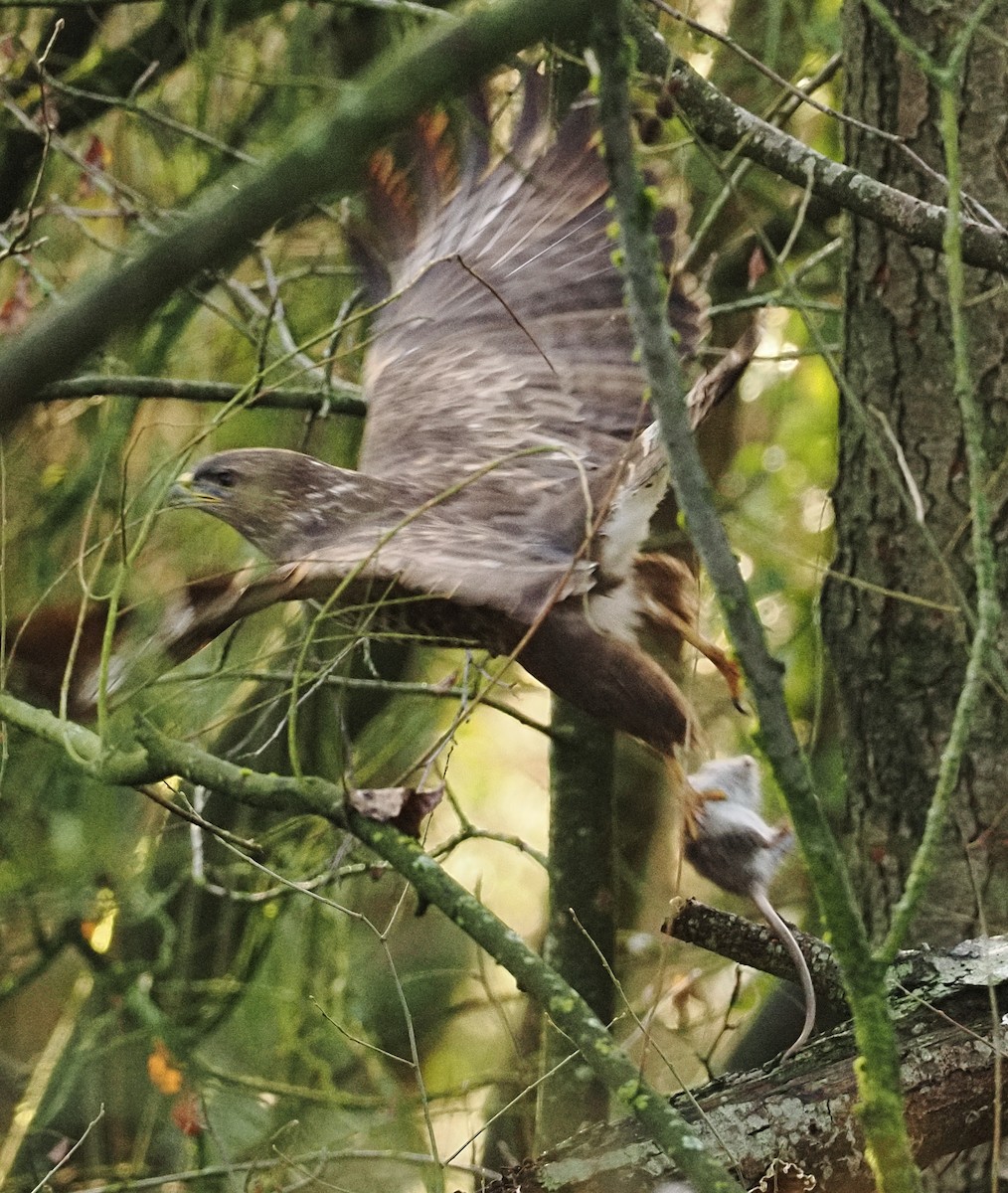 Канюк звичайний - ML646868790