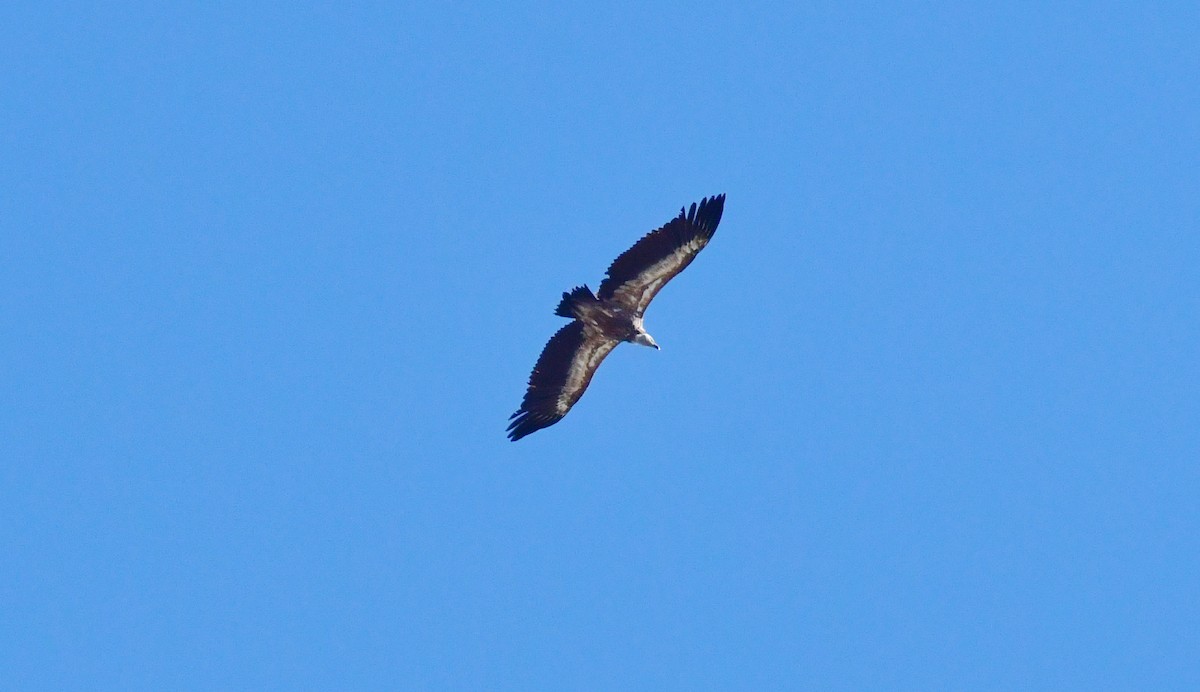 Sai arrea - ML646868792