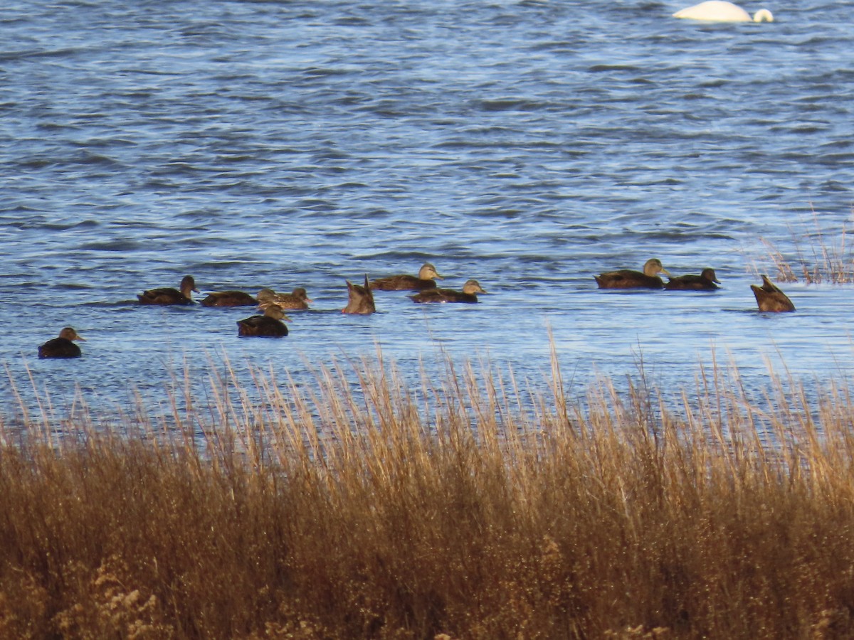 Ánade Sombrío - ML646868793