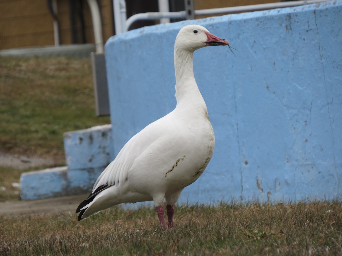 Snow Goose - ML646868794