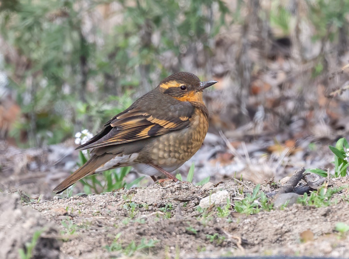 Varied Thrush - ML646868800