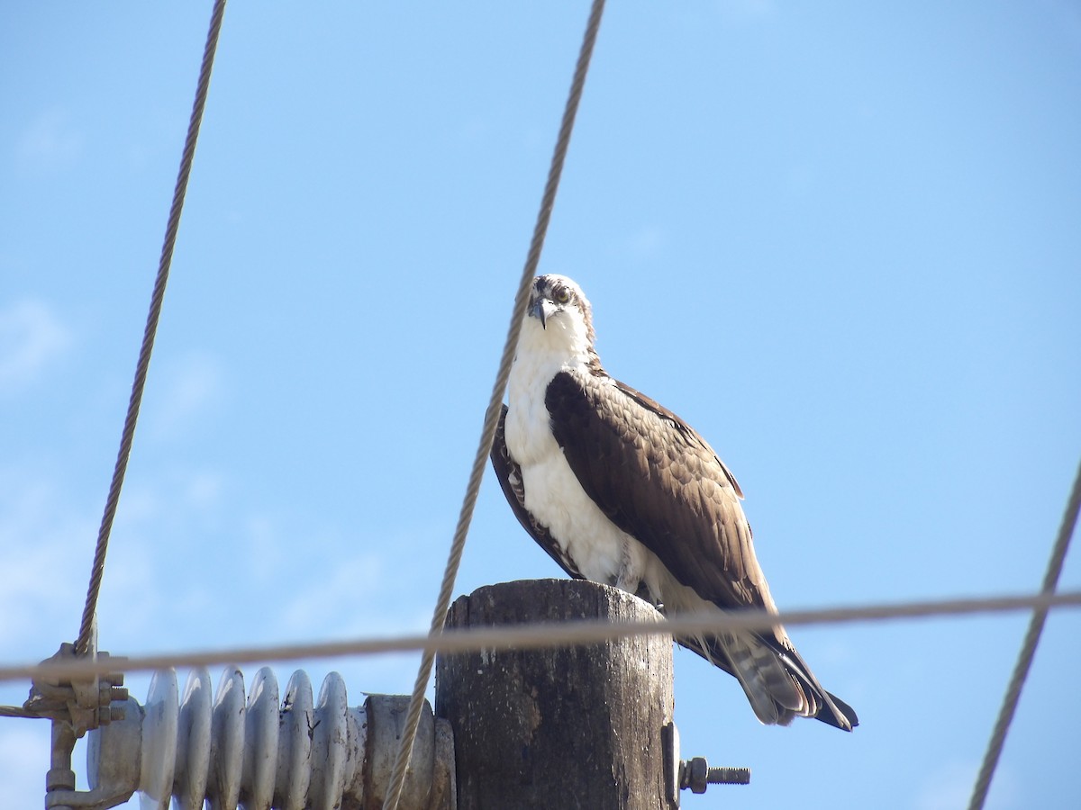 Загасч явлаг - ML646868801