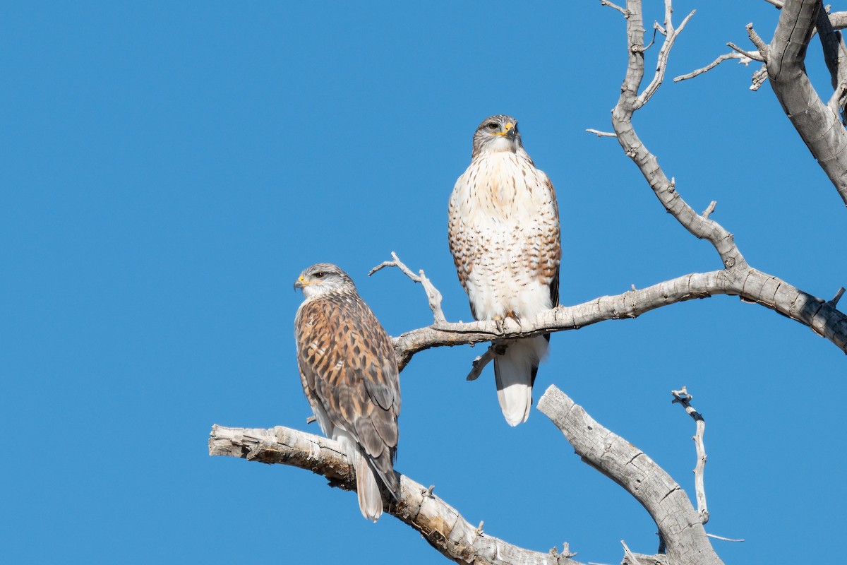 Busardo Herrumbroso - ML646868805