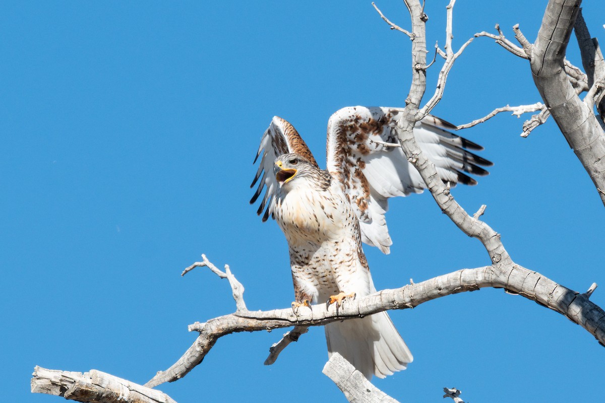 Busardo Herrumbroso - ML646868807