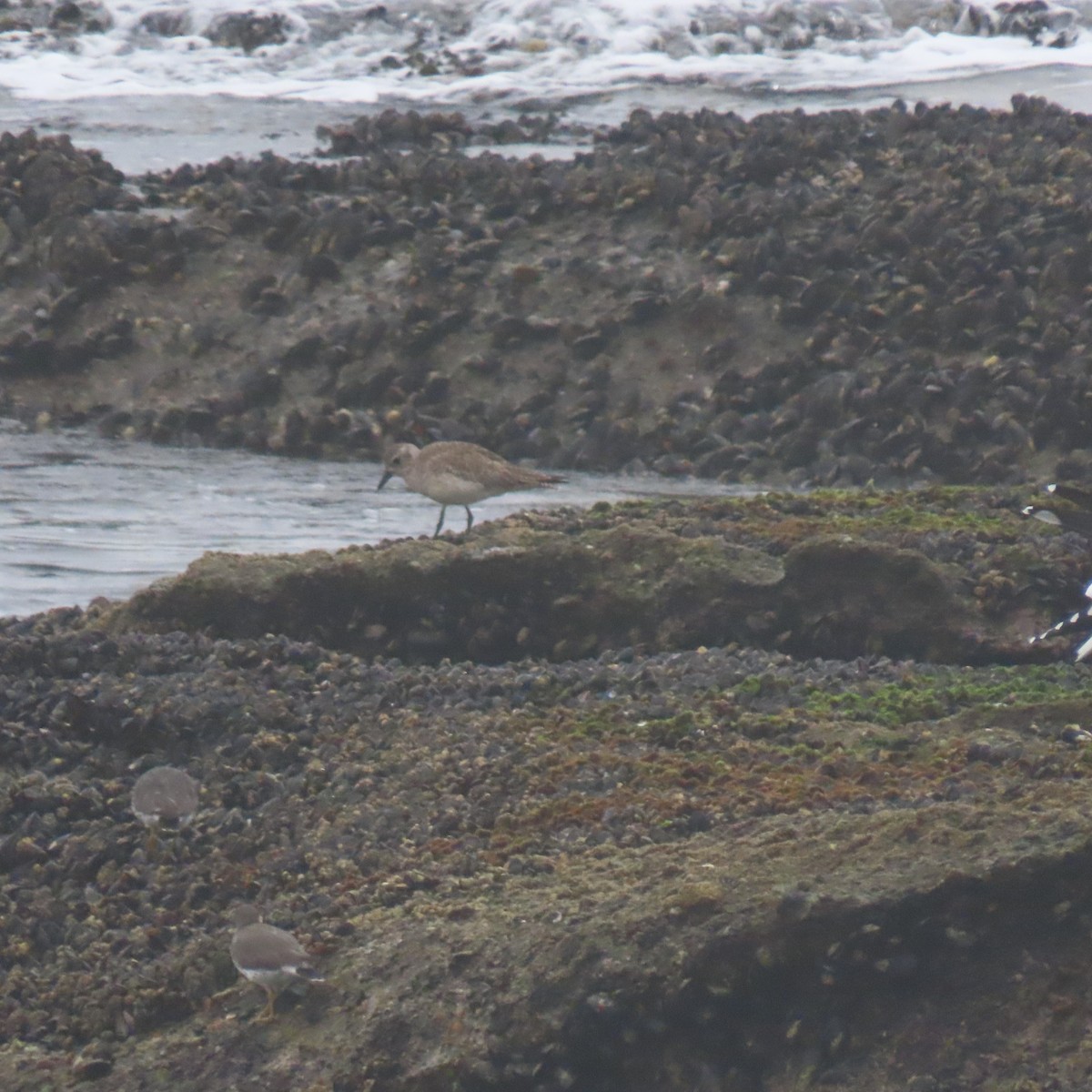 חופזי מנומר - ML646868808