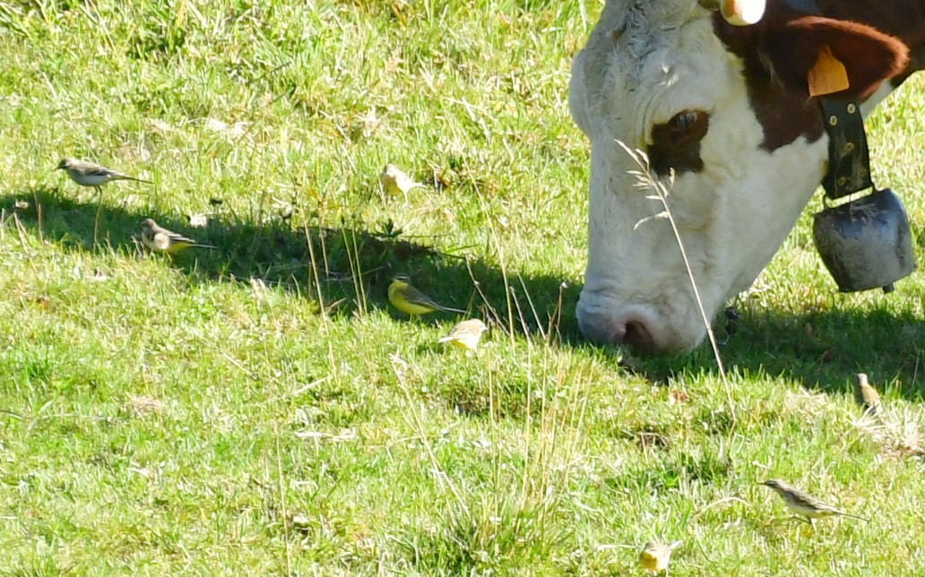 Western Yellow Wagtail - ML646868811