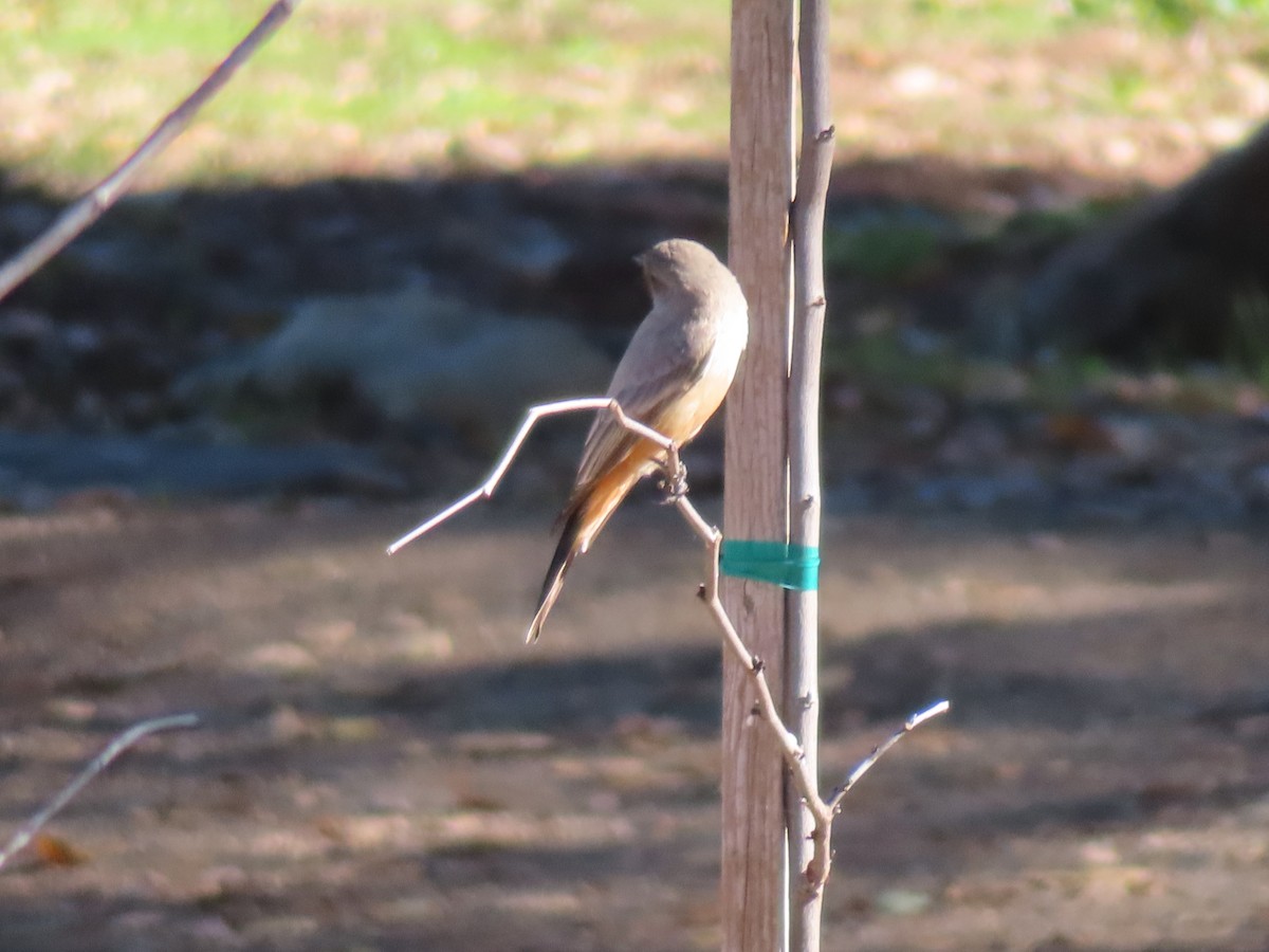 Say's Phoebe - ML646868814