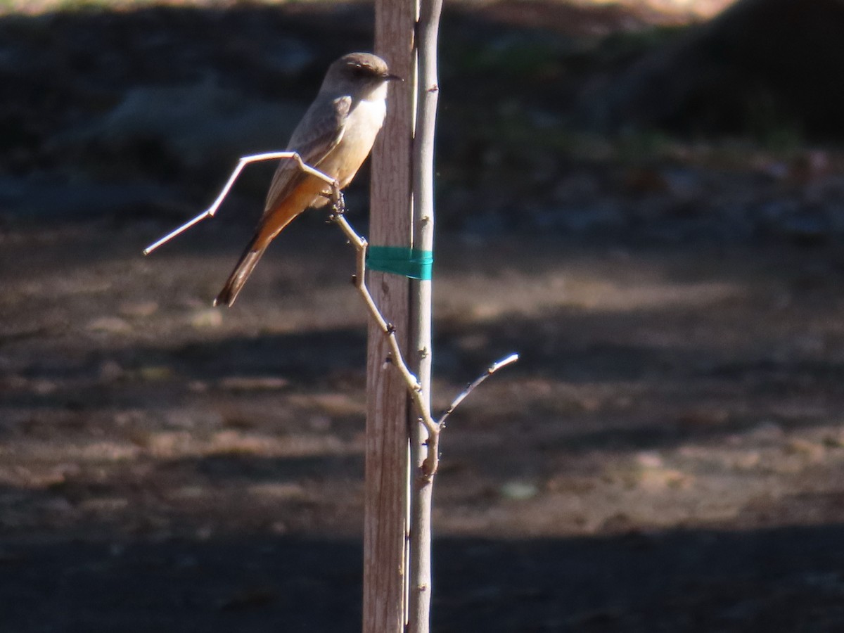 Say's Phoebe - ML646868815