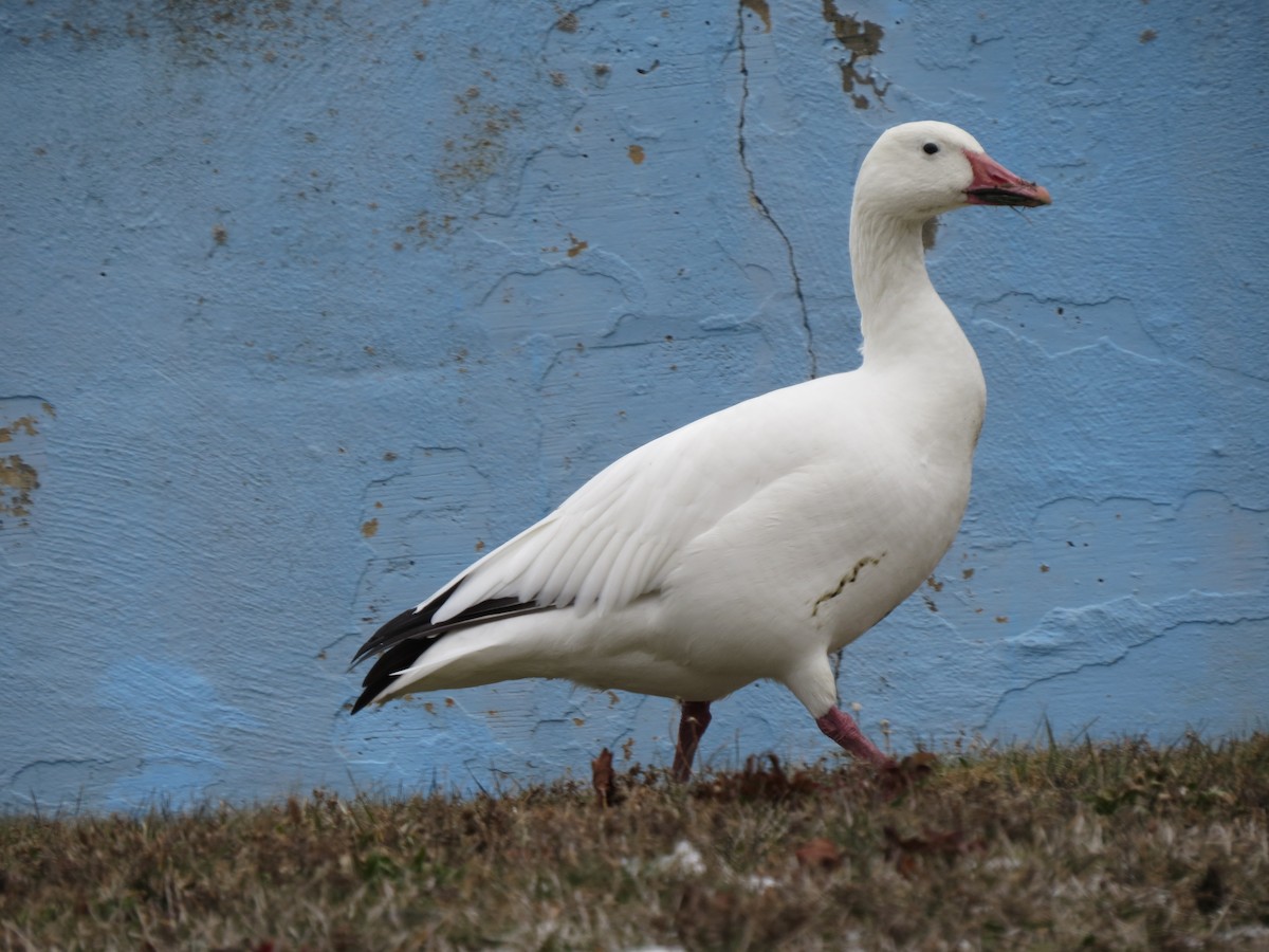 Snow Goose - ML646868816