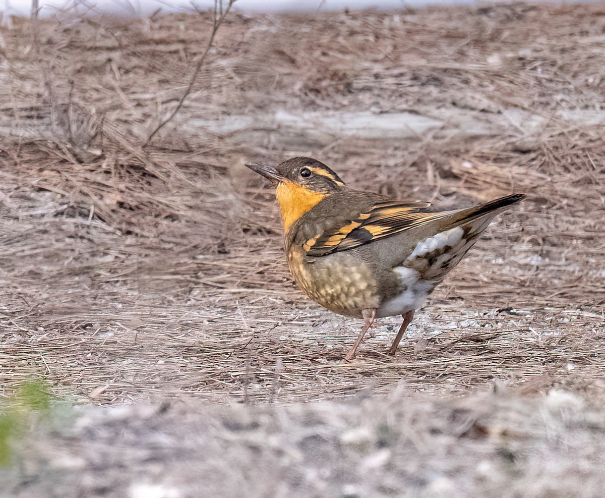 Varied Thrush - ML646868818