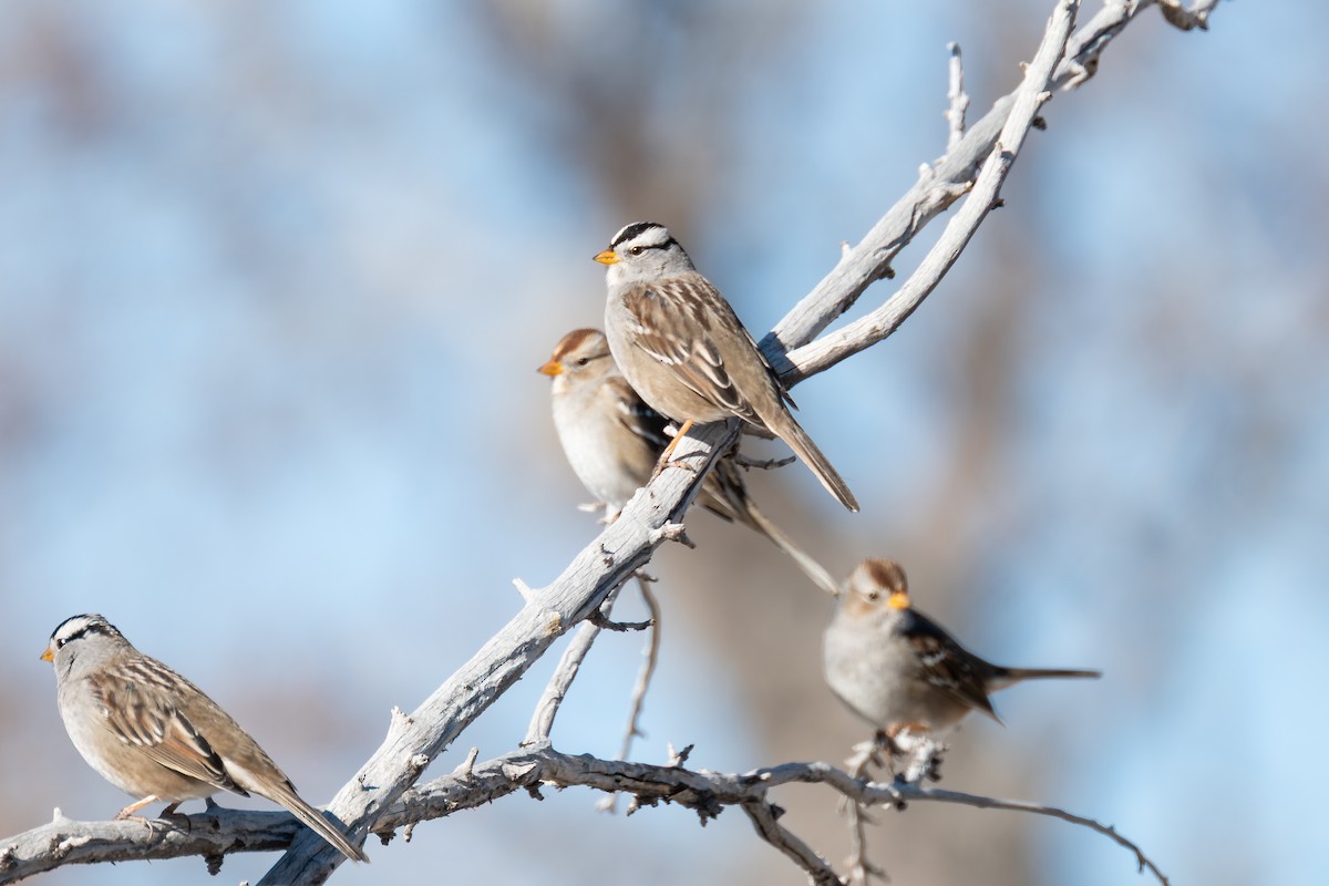 Bruant à couronne blanche - ML646868819