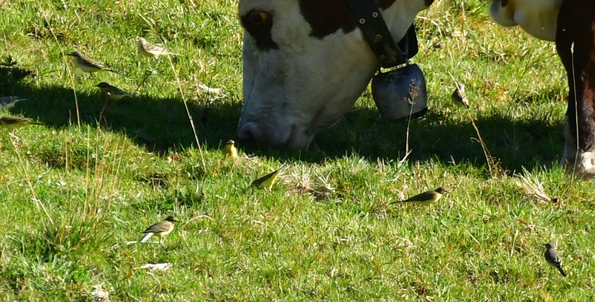 Western Yellow Wagtail - ML646868820