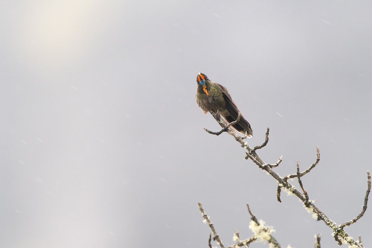 Бородатый радужник - ML646868823