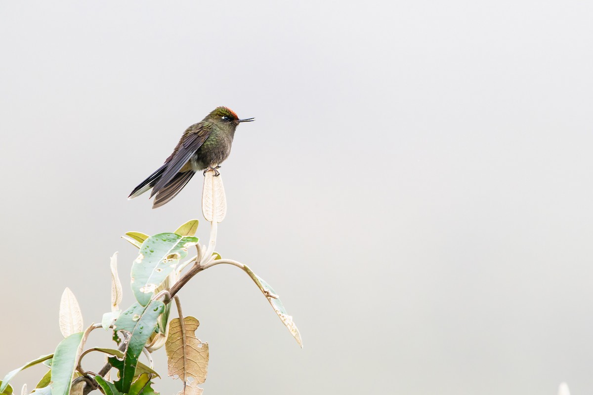 Бородатый радужник - ML646868824