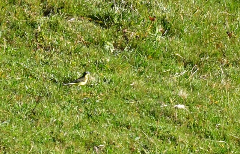 Western Yellow Wagtail - ML646868825