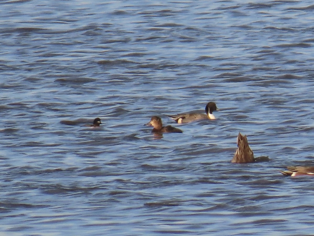 Redhead - ML646868826