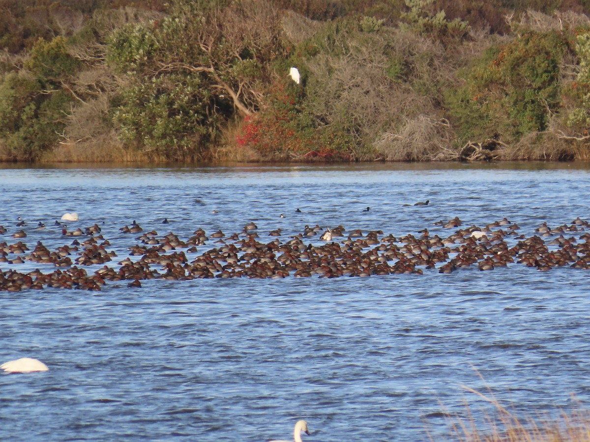 Redhead - ML646868827
