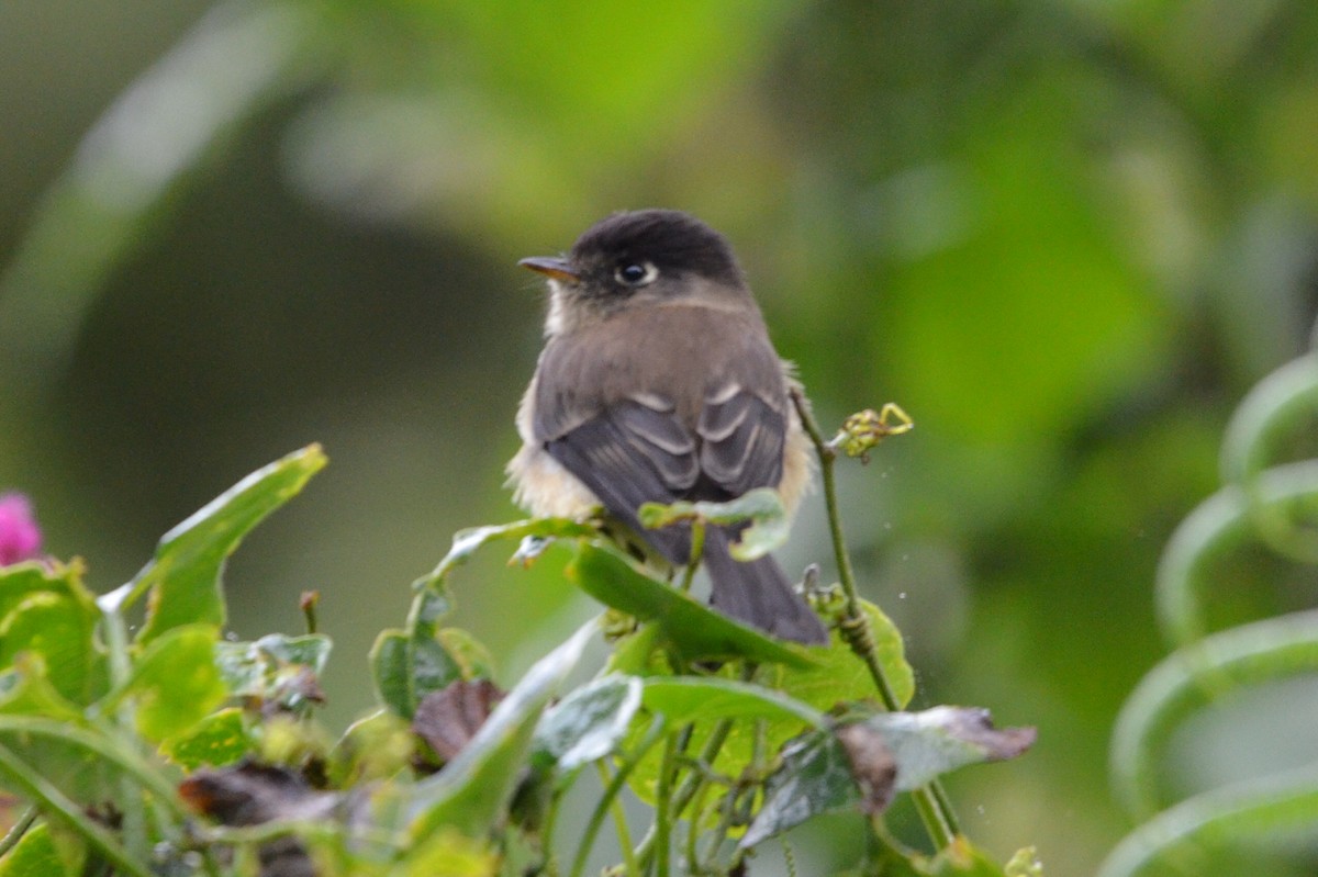 Schwarzkappen-Schnäppertyrann - ML646868828