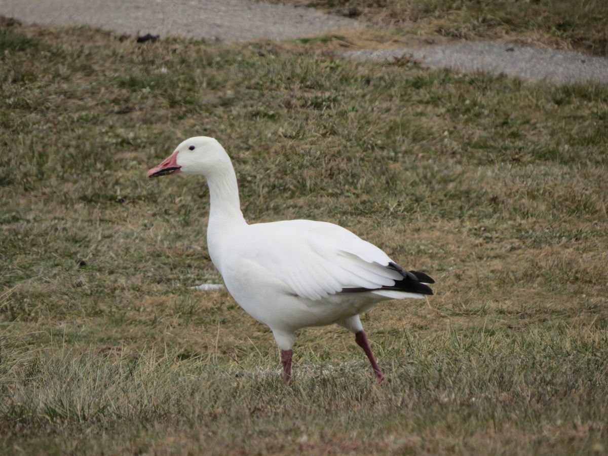 Snow Goose - ML646868830