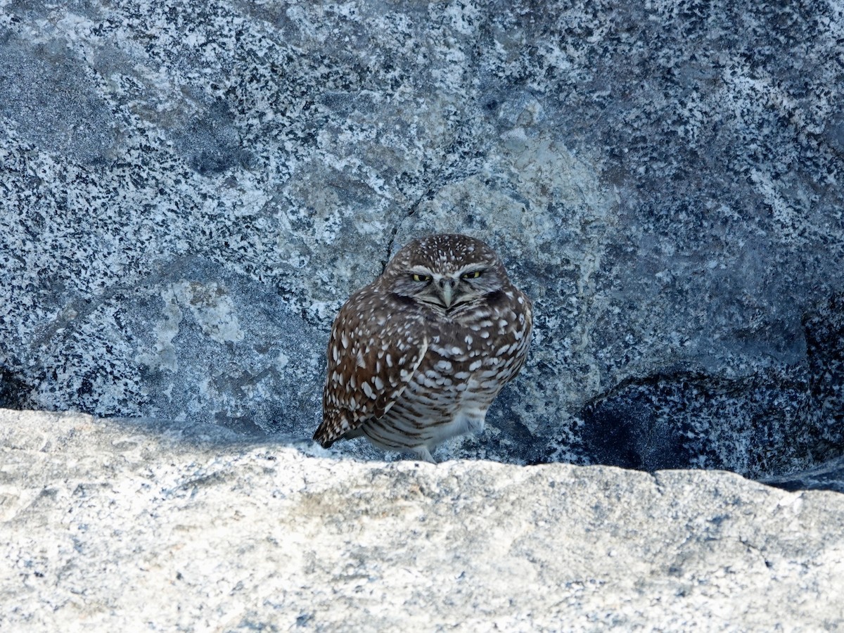 Mochuelo de Madriguera - ML646868831