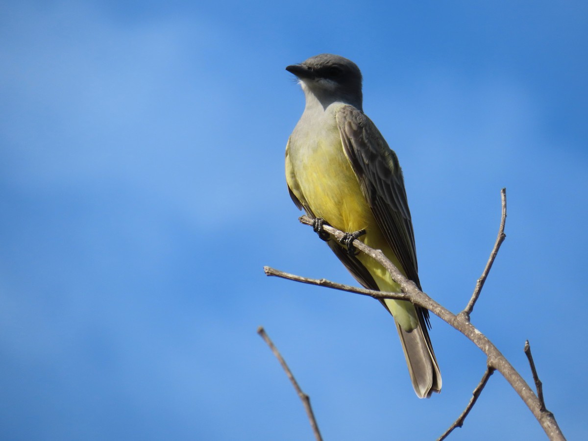 Cassin's Kingbird - ML646868832
