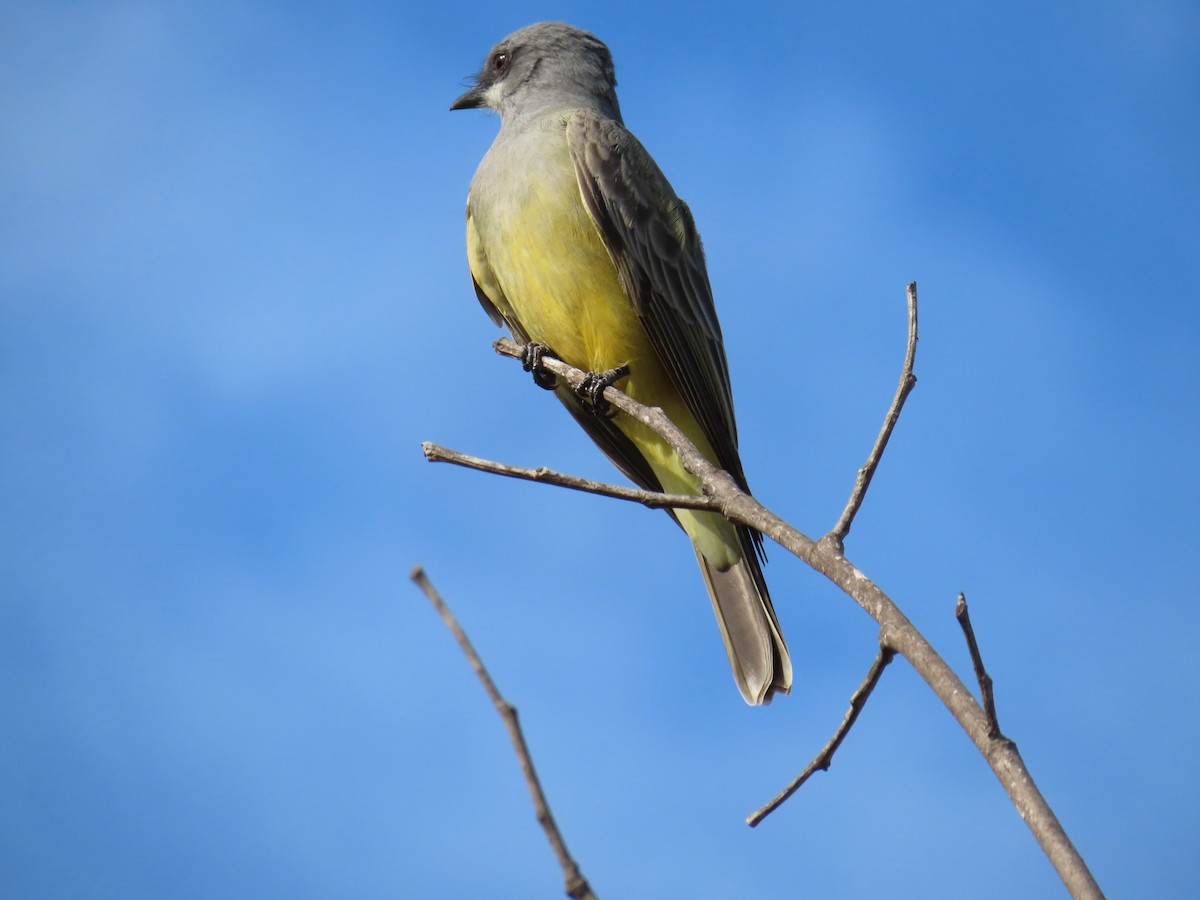 Cassin's Kingbird - ML646868833