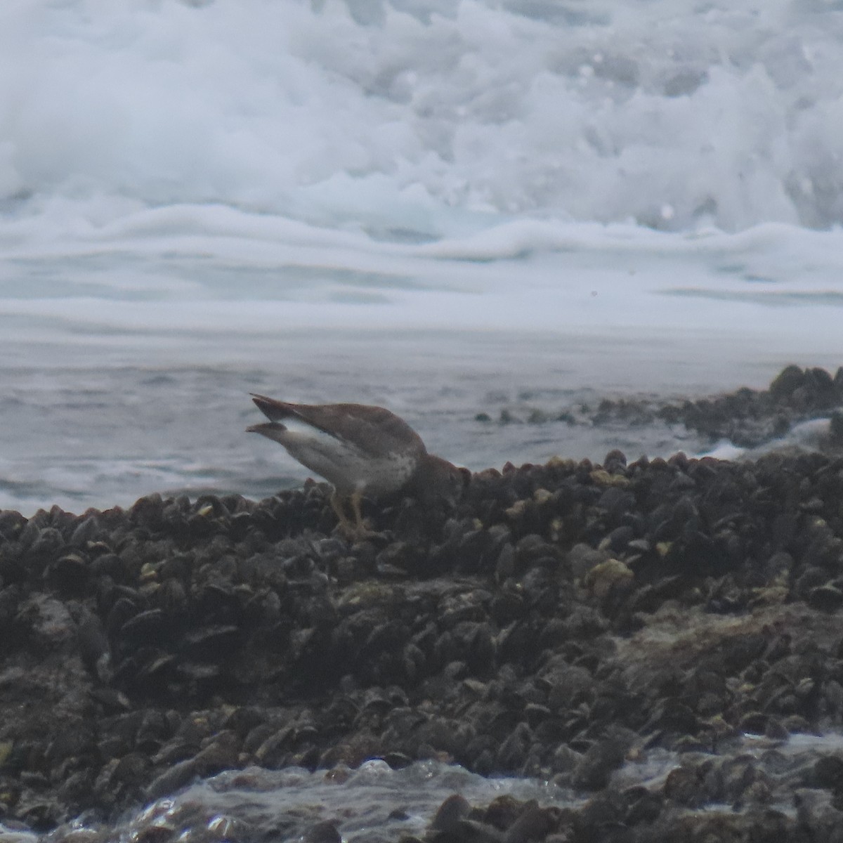 Surfbird - ML646868836