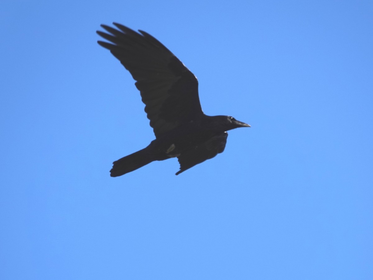 Common Raven - ML646868841