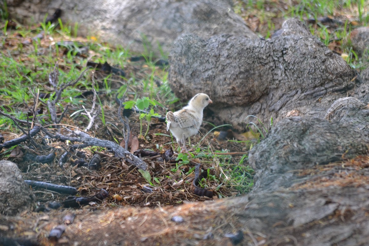 Gallo Bankiva (variedad doméstica) - ML646868844