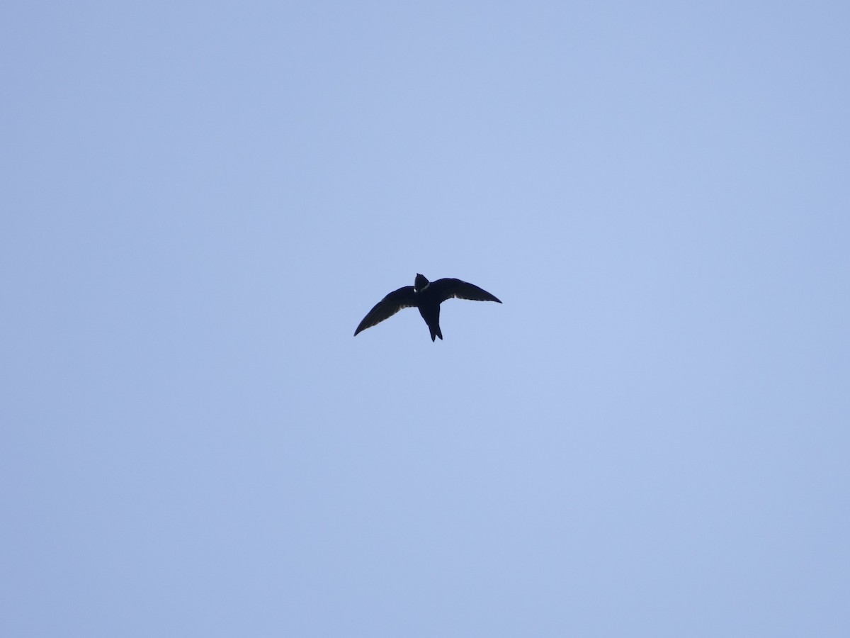 White-collared Swift - ML646868847